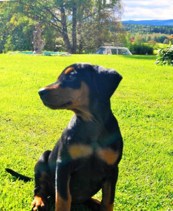 Pinscher * Xélanc Zupreme Zaga 8 veckor